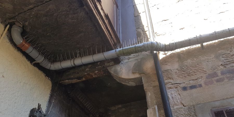 bird-dropping-cleaners-in-glasgow